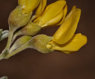 Polhillia fortunata, photographed by Brian du Preez