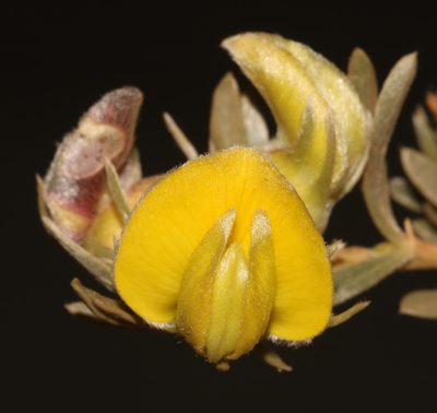 Aspalathus ternata, photographed by Brian du Preez