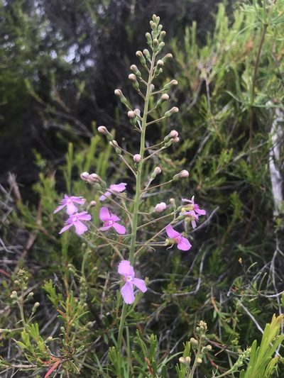 Stylidium nymphaeum, photographed by Cal Wood
