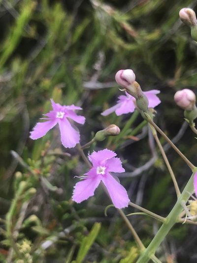 Stylidium nymphaeum, photographed by Cal Wood