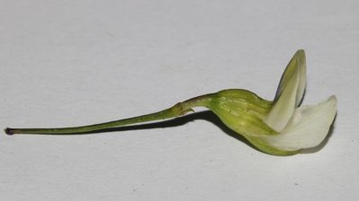 Psoralea luteovirens, photographed by Brian du Preez