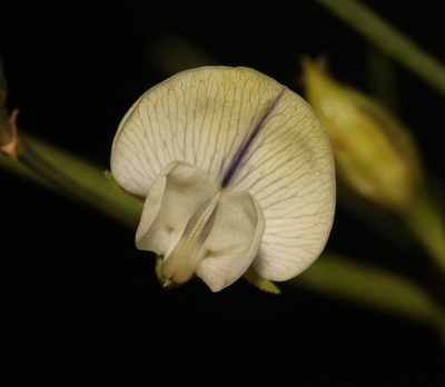 Psoralea luteovirens, photographed by Brian du Preez