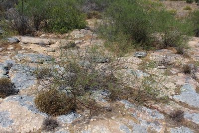 Psoralea luteovirens, photographed by Brian du Preez