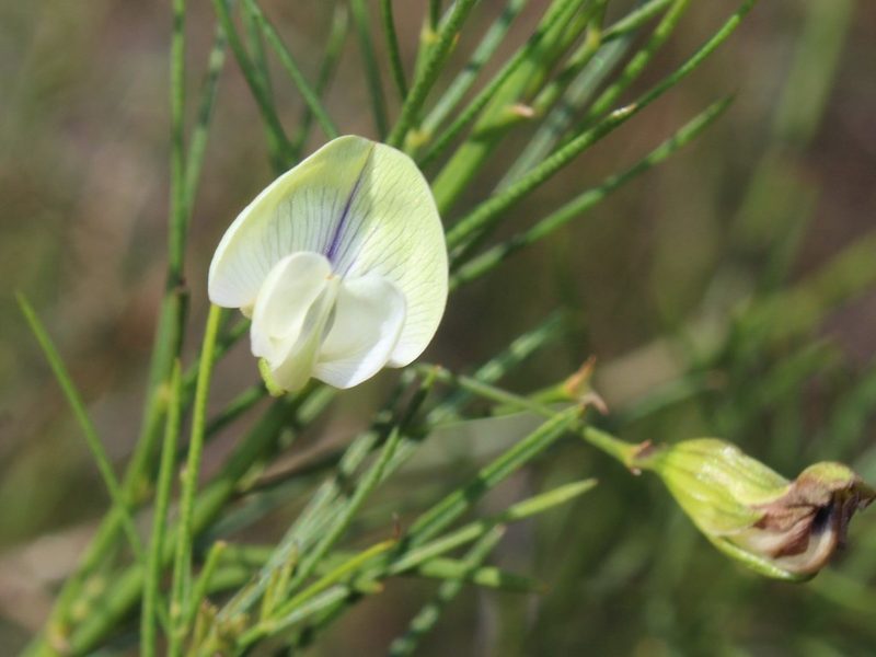 Psoralea luteovirens, photographed by Brian du Preez
