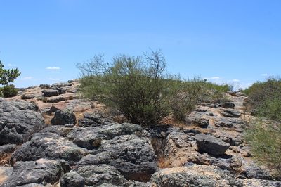 Psoralea luteovirens, photographed by Brian du Preez