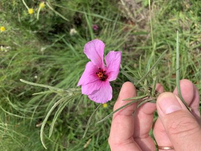 Hibiscus malacospermus, photographed by Dave Richardson