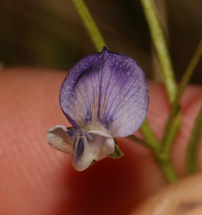 Psoralea tenuissima, photographed by Brian du Preez