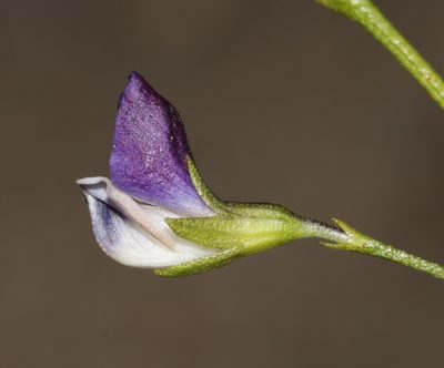 Psoralea tenuissima, photographed by Brian du Preez