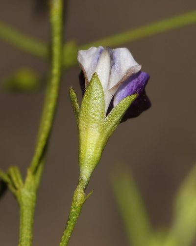 Psoralea tenuissima, photographed by Brian du Preez