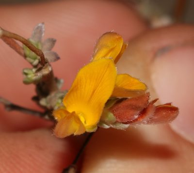 Aspalathus villosa, photographed by Brian du Preez