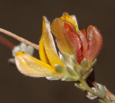 Aspalathus villosa, photographed by Brian du Preez