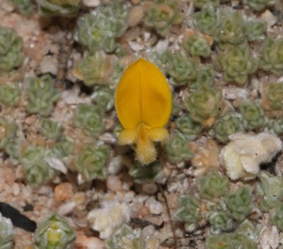 Aspalathus bodkinii, photographed by Brian du Preez