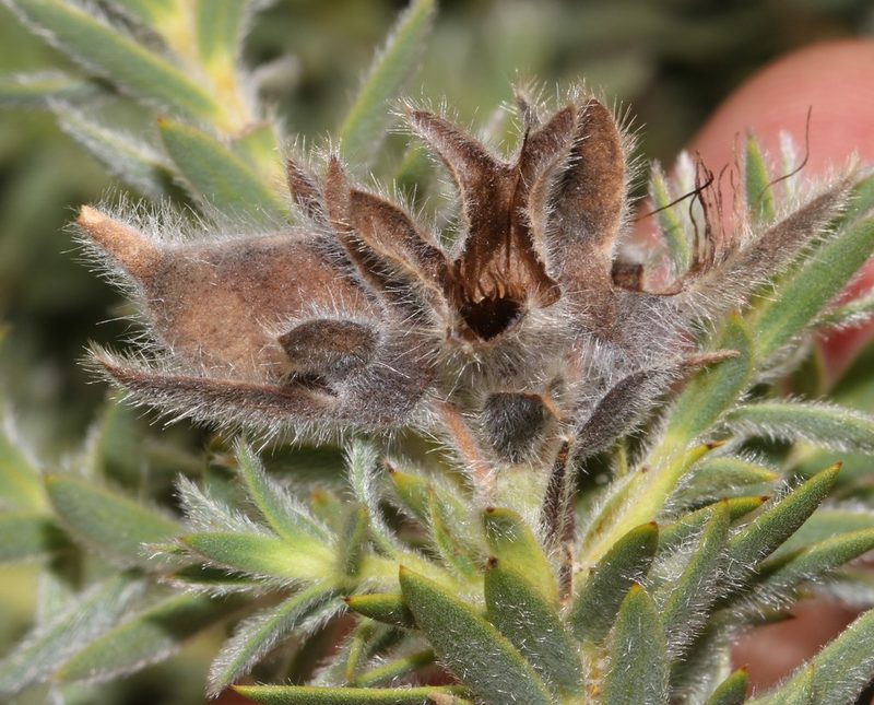 Liparia congesta, photographed by Brian du Preez