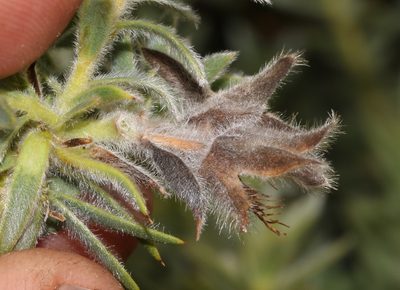 Liparia congesta, photographed by Brian du Preez