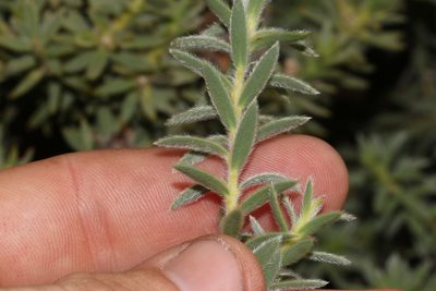 Liparia congesta, photographed by Brian du Preez