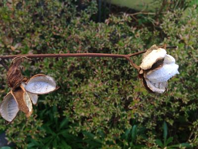 Gossypium herbaceum, photographed by Kim, Hyun-tae