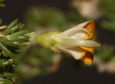Aspalathus brevicarpa, photographed by Brian du Preez