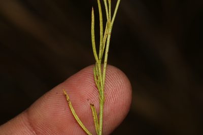 Psoralea tenuissima, photographed by Brian du Preez