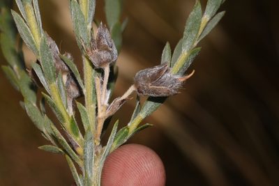 Liparia congesta, photographed by Brian du Preez