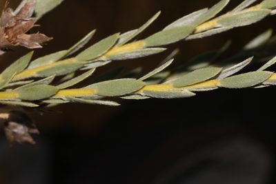 Liparia congesta, photographed by Brian du Preez
