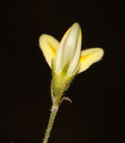 Aspalathus bracteata, photographed by Brian du Preez