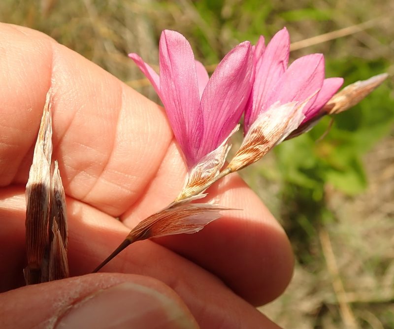 Dierama cooperi, photographed by Peter Warren