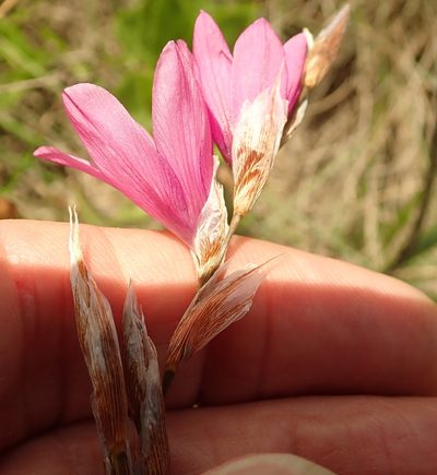 Dierama cooperi, photographed by Peter Warren