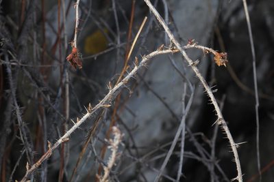 Ribes aciculare, photographed by Nina Filippova