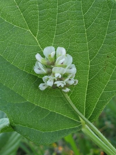 Cullen corylifolium, photographed by Aravinth