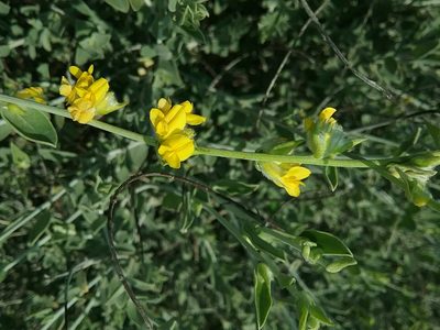 Anthyllis cytisoides, photographed by Rafael Medina