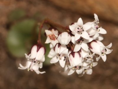 Crassula saxifraga, photographed by Brian du Preez
