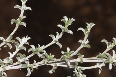Polhillia fortunata, photographed by Brian du Preez