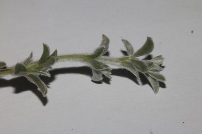 Polhillia fortunata, photographed by Brian du Preez