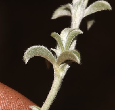 Polhillia fortunata, photographed by Brian du Preez