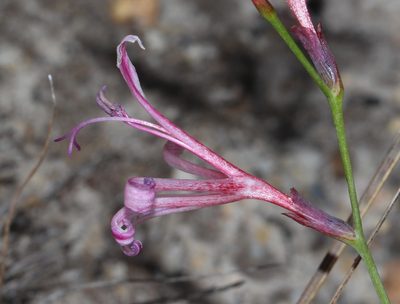 Tritoniopsis ramosa, photographed by Brian du Preez