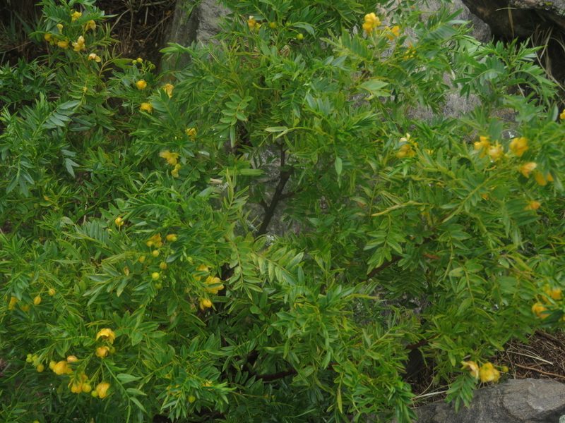 Senna birostris, photographed by Diego Carús