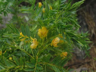 Senna birostris, photographed by Diego Carús