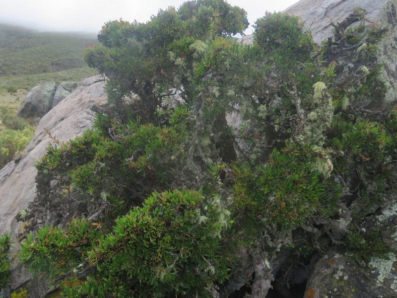 Schinus pilifera, photographed by Diego Carús