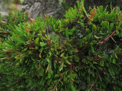 Schinus pilifera, photographed by Diego Carús