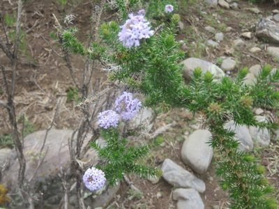 Junellia juniperina, photographed by Diego Carús