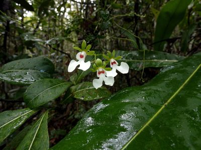 Oeonia rosea, photographed by Kai Squires
