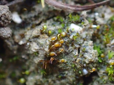 Microbryum curvicollum, photographed by George Greiff