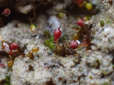Microbryum rectum, photographed by George Greiff