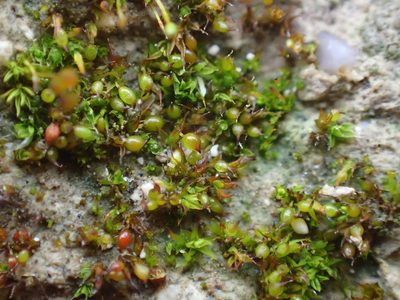 Microbryum curvicollum, photographed by George Greiff
