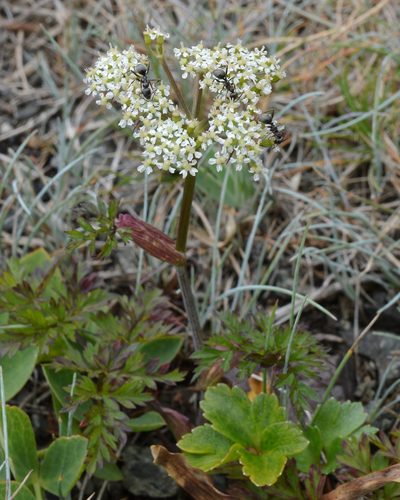Conioselinum chinense, photographed by Ryan Hodnett