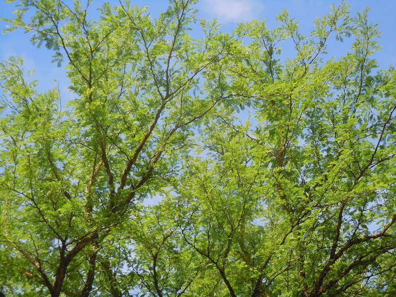Vachellia albicorticata, photographed by Alfredo F. Fuentes Claros