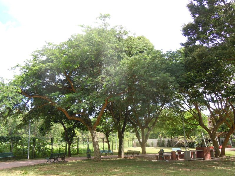 Chloroleucon tenuiflorum, photographed by Alfredo F. Fuentes Claros