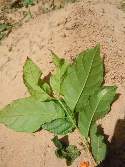 Campomanesia xanthocarpa, photographed by Alfredo F. Fuentes Claros