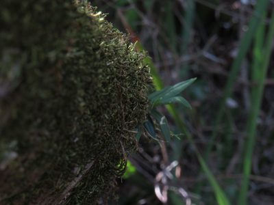Angraecum sacciferum, photographed by Jeremy Gilmore