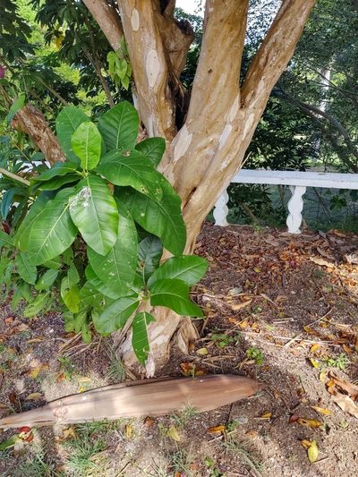 Ficus trigonata, photographed by peakaytea